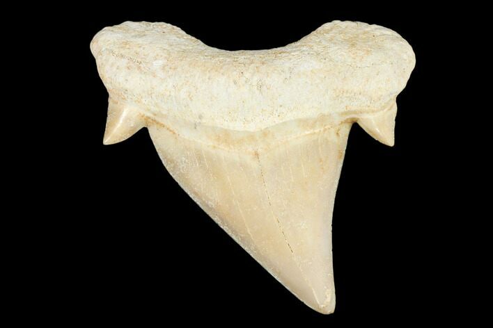 Fossil Shark Tooth (Otodus) - Morocco #103203
